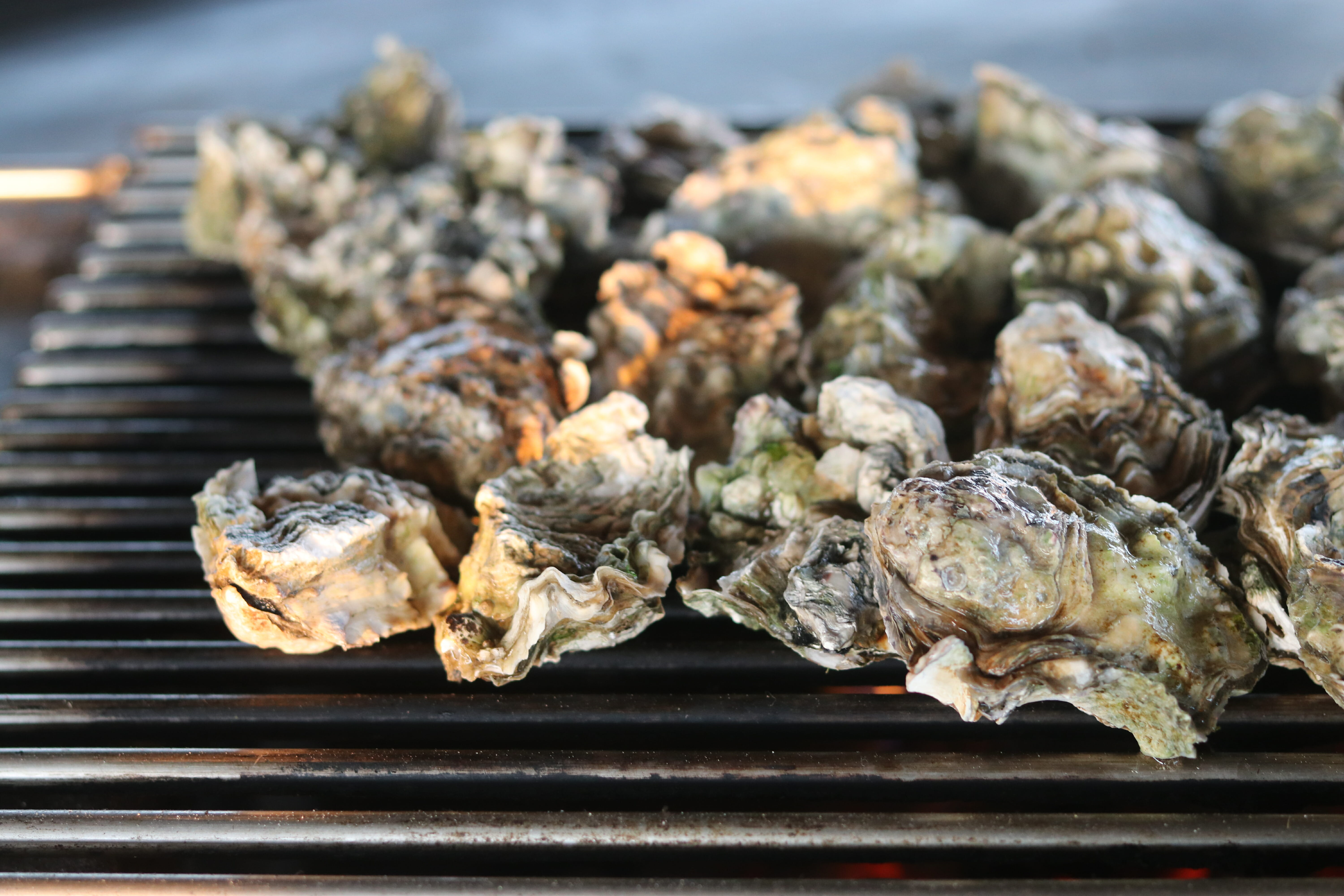 Grilling oysters